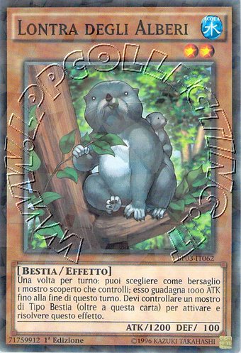 Lontra degli Alberi